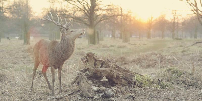 从《无人深空》到AI新纪元：深度评测游戏程序化生成技术的演进与未来